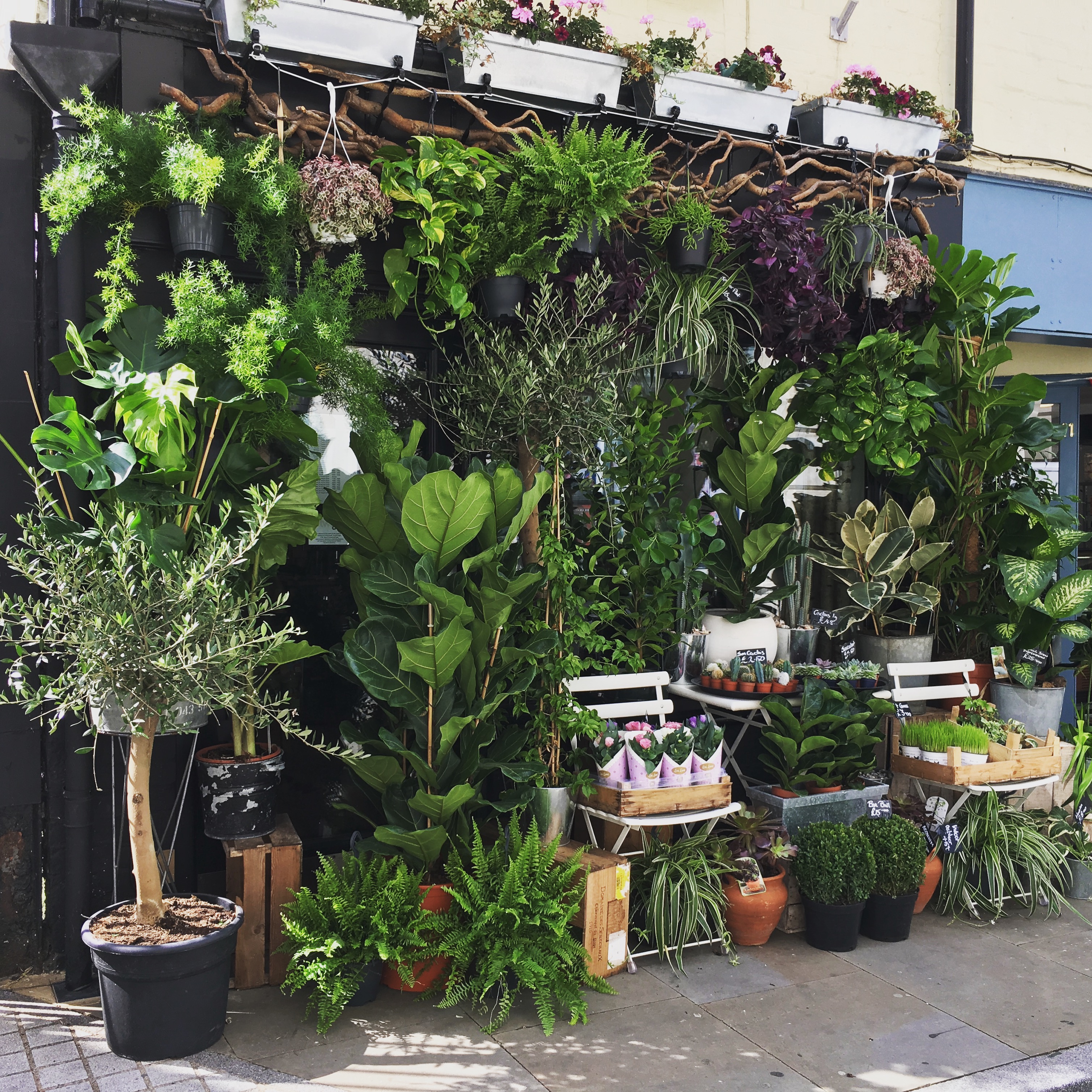 The Twig shop at 7 King Street filled with plants and flowers