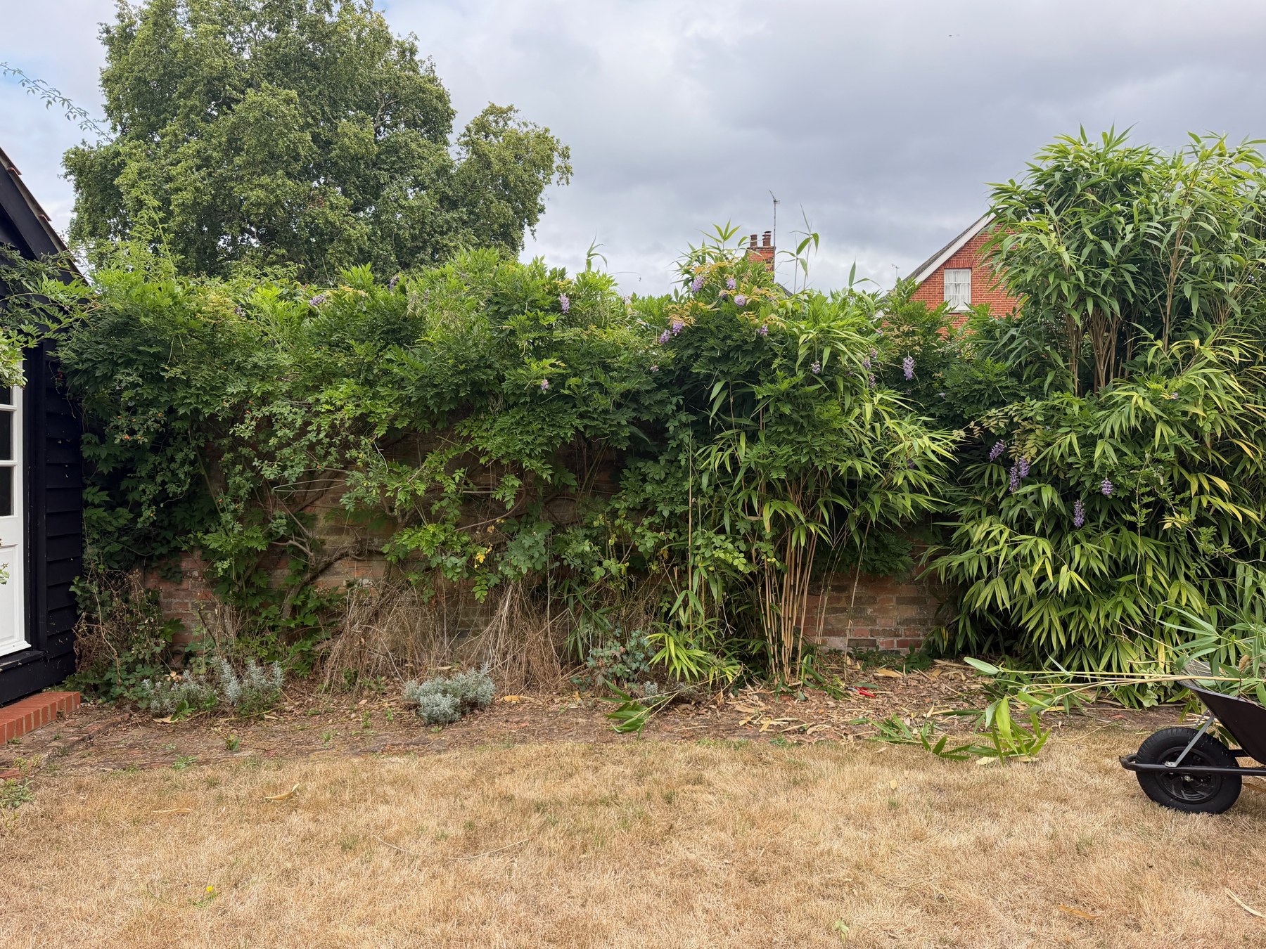 An established garden border with clippings on the lawn during maintenance