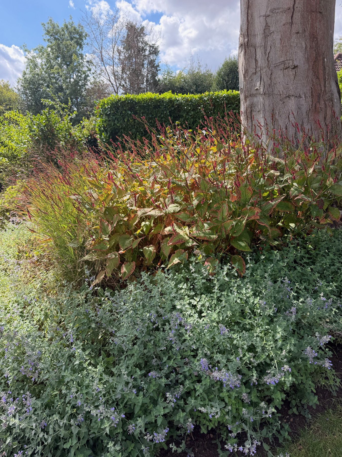 Layered foliage and seasonal plants in a border beside a brick wall