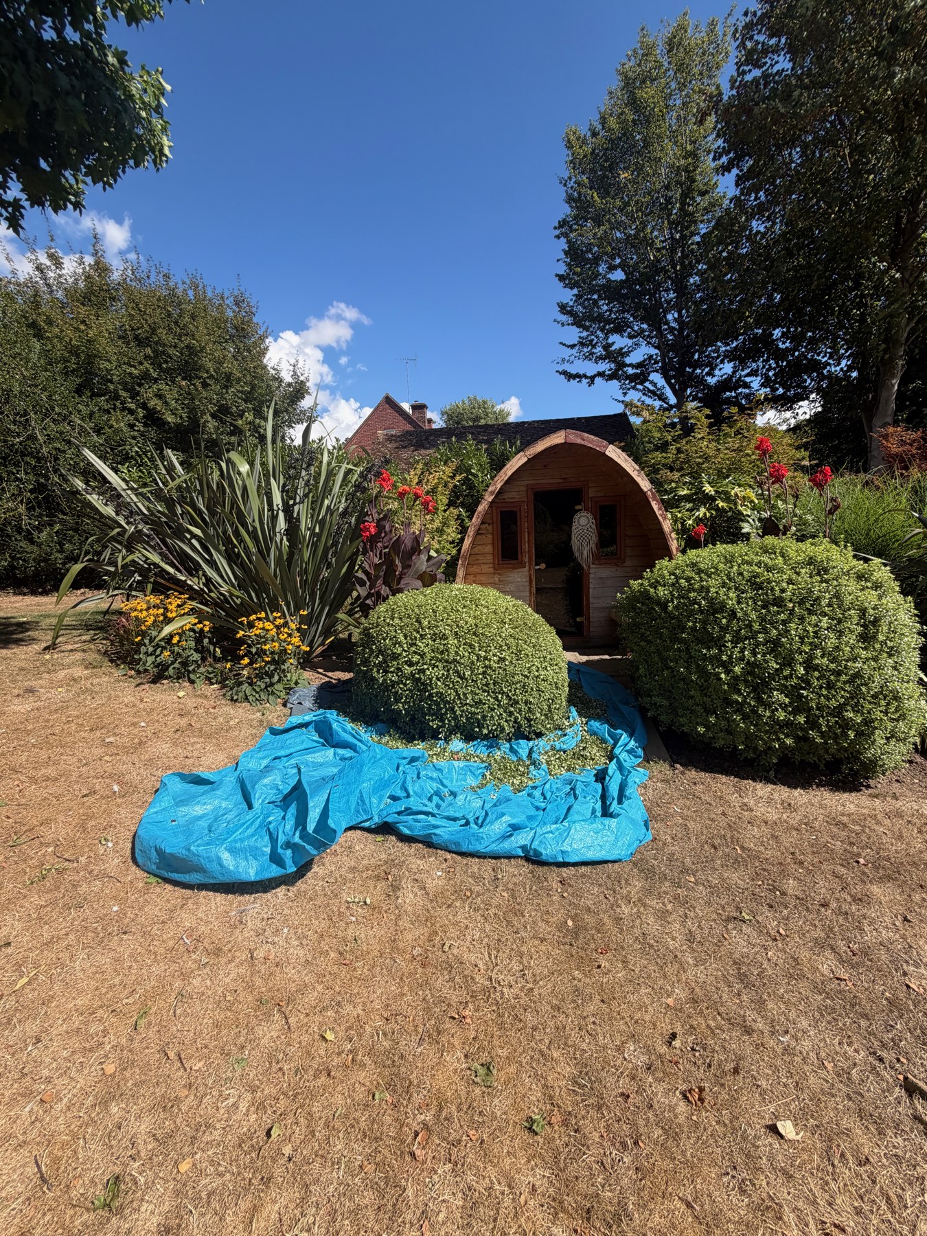 Rounded topiary being clipped with a sheet laid underneath to collect cuttings